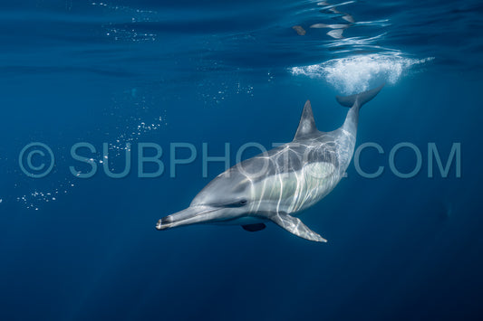 Pod of common dolphins (Delphinus delphis) swimming in the Atlantic Ocean near the Western Cape coast of South Africa