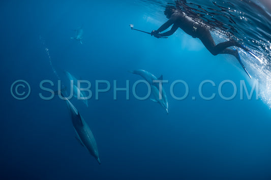 Pod of common dolphins (Delphinus delphis) swimming in the Atlantic Ocean near the Western Cape coast of South Africa