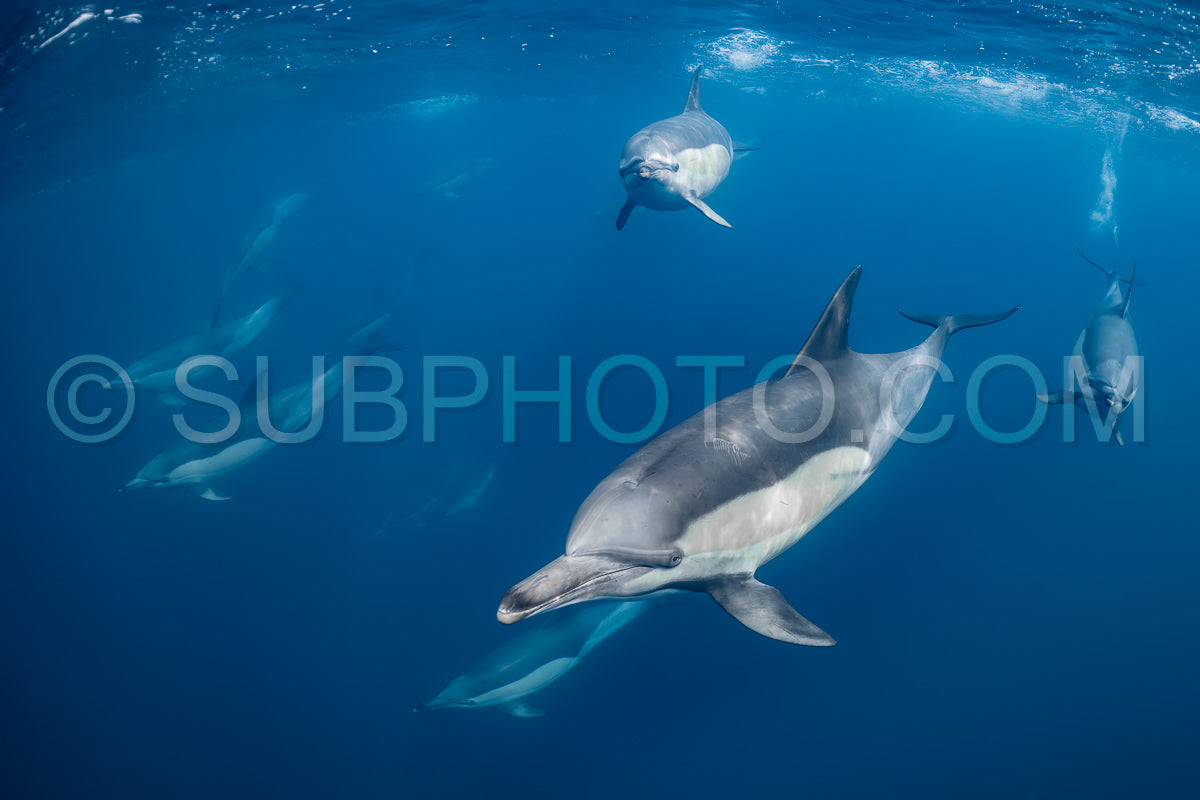 Pod of common dolphins (Delphinus delphis) swimming in the Atlantic Ocean near the Western Cape coast of South Africa