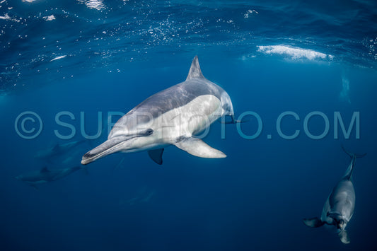 Pod of common dolphins (Delphinus delphis) swimming in the Atlantic Ocean near the Western Cape coast of South Africa