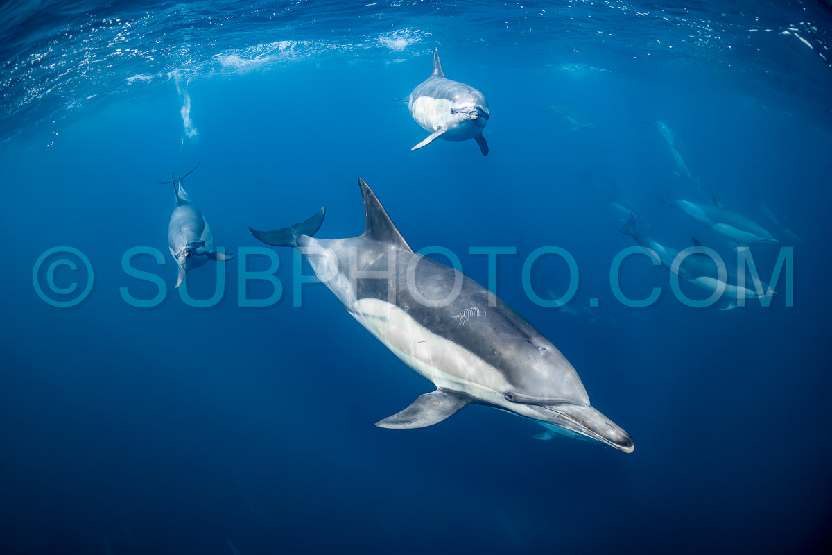 Pod of common dolphins (Delphinus delphis) swimming in the Atlantic Ocean near the Western Cape coast of South Africa