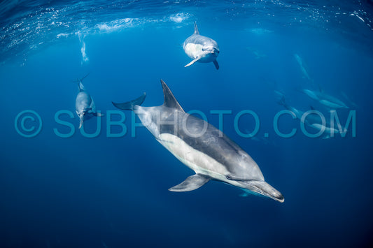 Pod of common dolphins (Delphinus delphis) swimming in the Atlantic Ocean near the Western Cape coast of South Africa