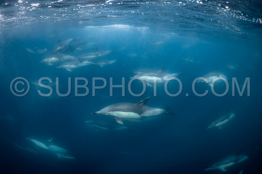 Pod of common dolphins (Delphinus delphis) swimming in the Atlantic Ocean near the Western Cape coast of South Africa