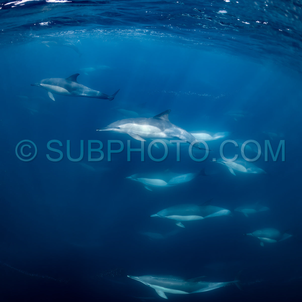 Pod of common dolphins (Delphinus delphis) swimming in the Atlantic Ocean near the Western Cape coast of South Africa