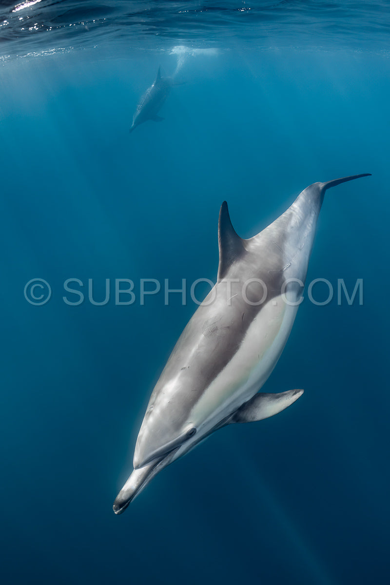 Pod of common dolphins (Delphinus delphis) swimming in the Atlantic Ocean near the Western Cape coast of South Africa