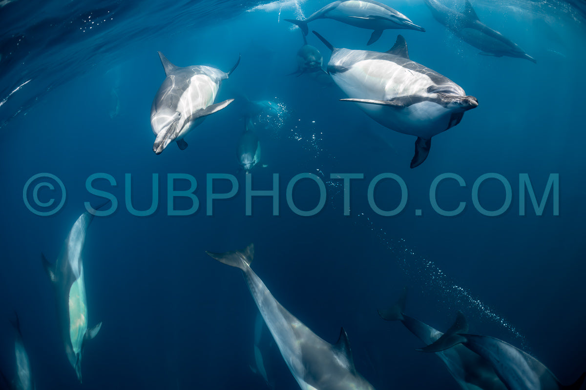 Pod of common dolphins (Delphinus delphis) swimming in the Atlantic Ocean near the Western Cape coast of South Africa