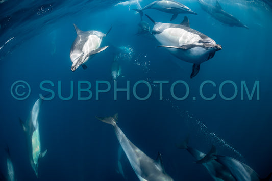 Pod of common dolphins (Delphinus delphis) swimming in the Atlantic Ocean near the Western Cape coast of South Africa
