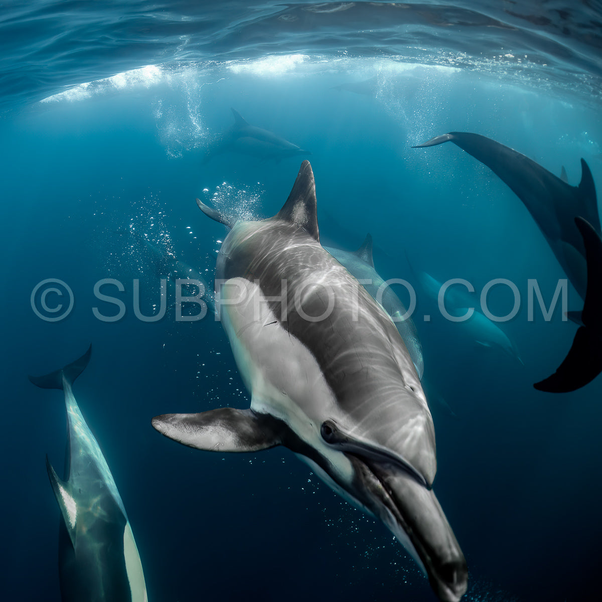 Pod of common dolphins (Delphinus delphis) swimming in the Atlantic Ocean near the Western Cape coast of South Africa