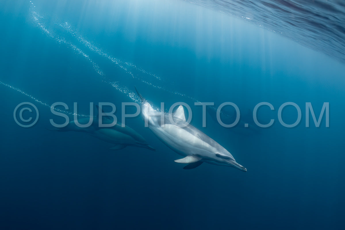 Pod of common dolphins (Delphinus delphis) swimming in the Atlantic Ocean near the Western Cape coast of South Africa