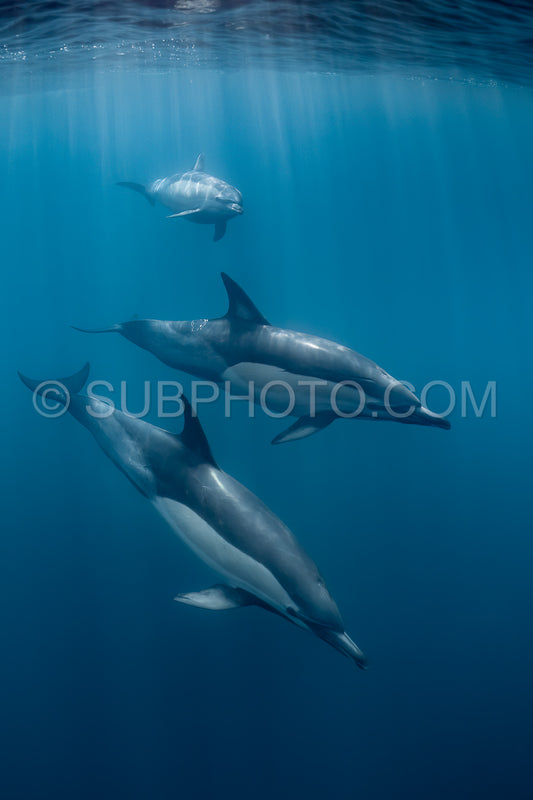 Pod of common dolphins (Delphinus delphis) swimming in the Atlantic Ocean near the Western Cape coast of South Africa