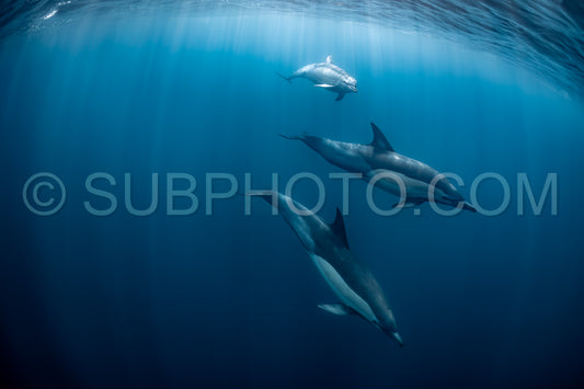 Pod of common dolphins (Delphinus delphis) swimming in the Atlantic Ocean near the Western Cape coast of South Africa