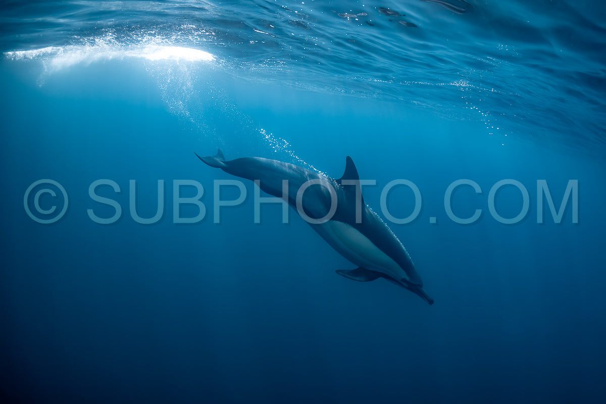 Pod of common dolphins (Delphinus delphis) swimming in the Atlantic Ocean near the Western Cape coast of South Africa