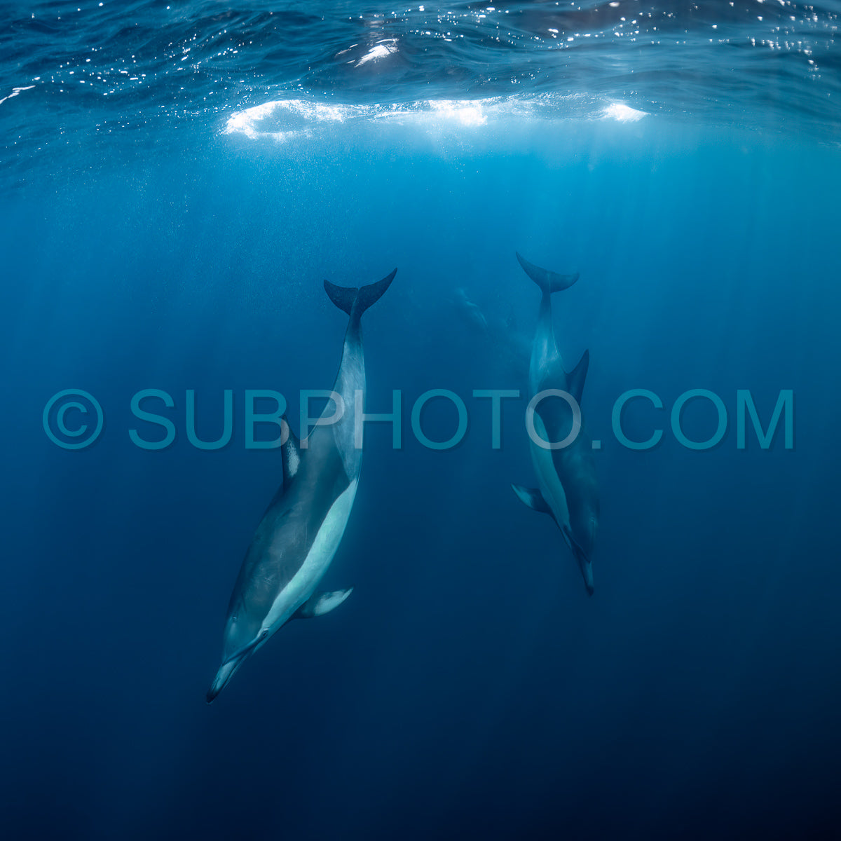 Pod of common dolphins (Delphinus delphis) swimming in the Atlantic Ocean near the Western Cape coast of South Africa