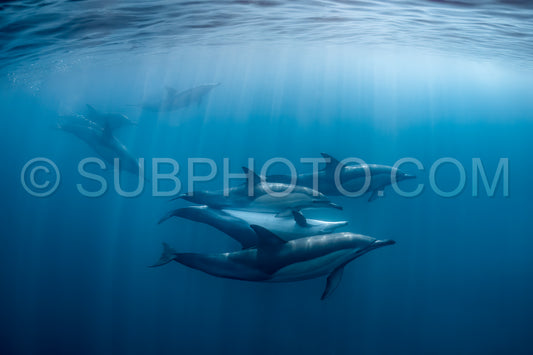 Pod of common dolphins (Delphinus delphis) swimming in the Atlantic Ocean near the Western Cape coast of South Africa