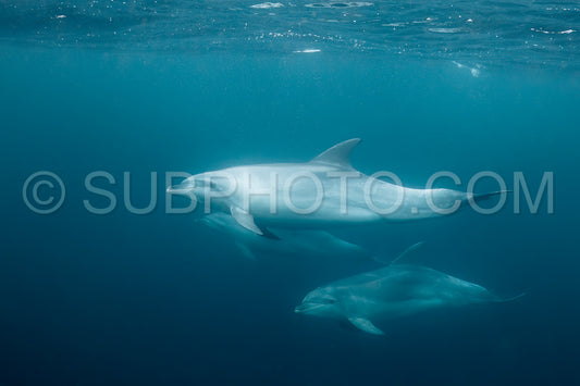 Photo de le grand dauphin commun ou le grand dauphin de l'Atlantique (Tursiops truncatus)