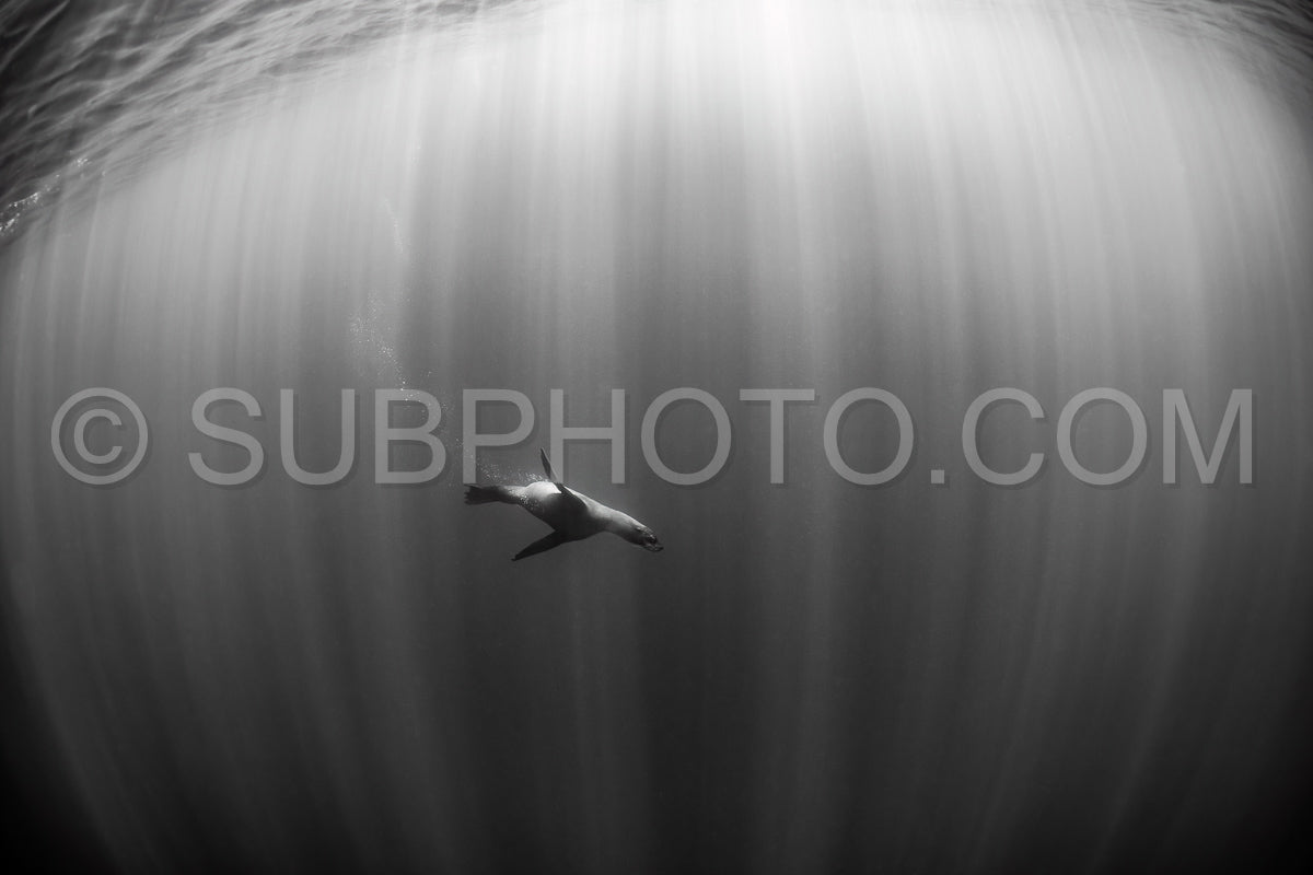 Cape or Brown fur seal or sea lion playing with diver in South Africa