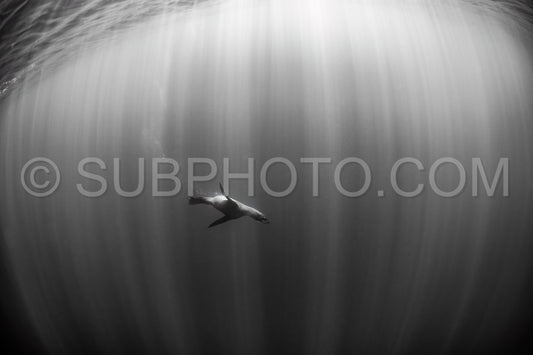 Cape or Brown fur seal or sea lion playing with diver in South Africa