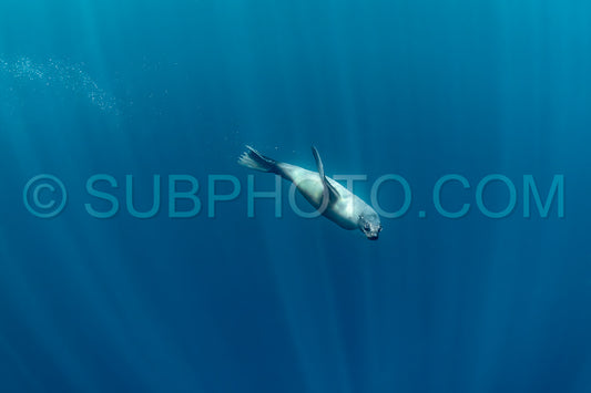 Cape or Brown fur seal or sea lion playing with diver in South Africa