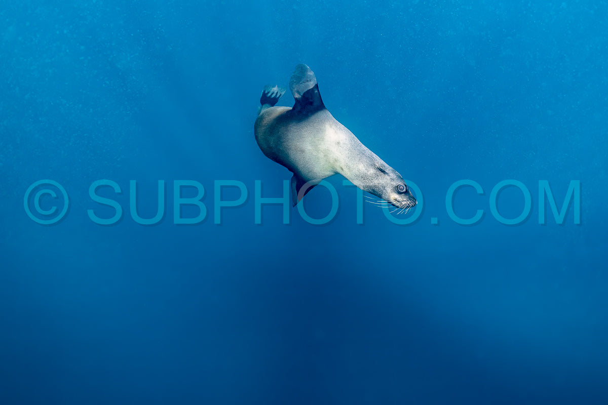Cape or Brown fur seal or sea lion playing with diver in South Africa