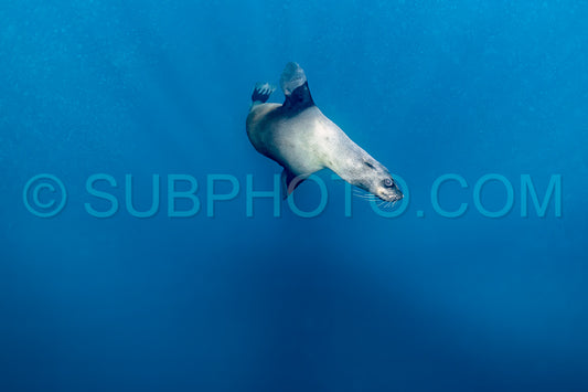 Cape or Brown fur seal or sea lion playing with diver in South Africa