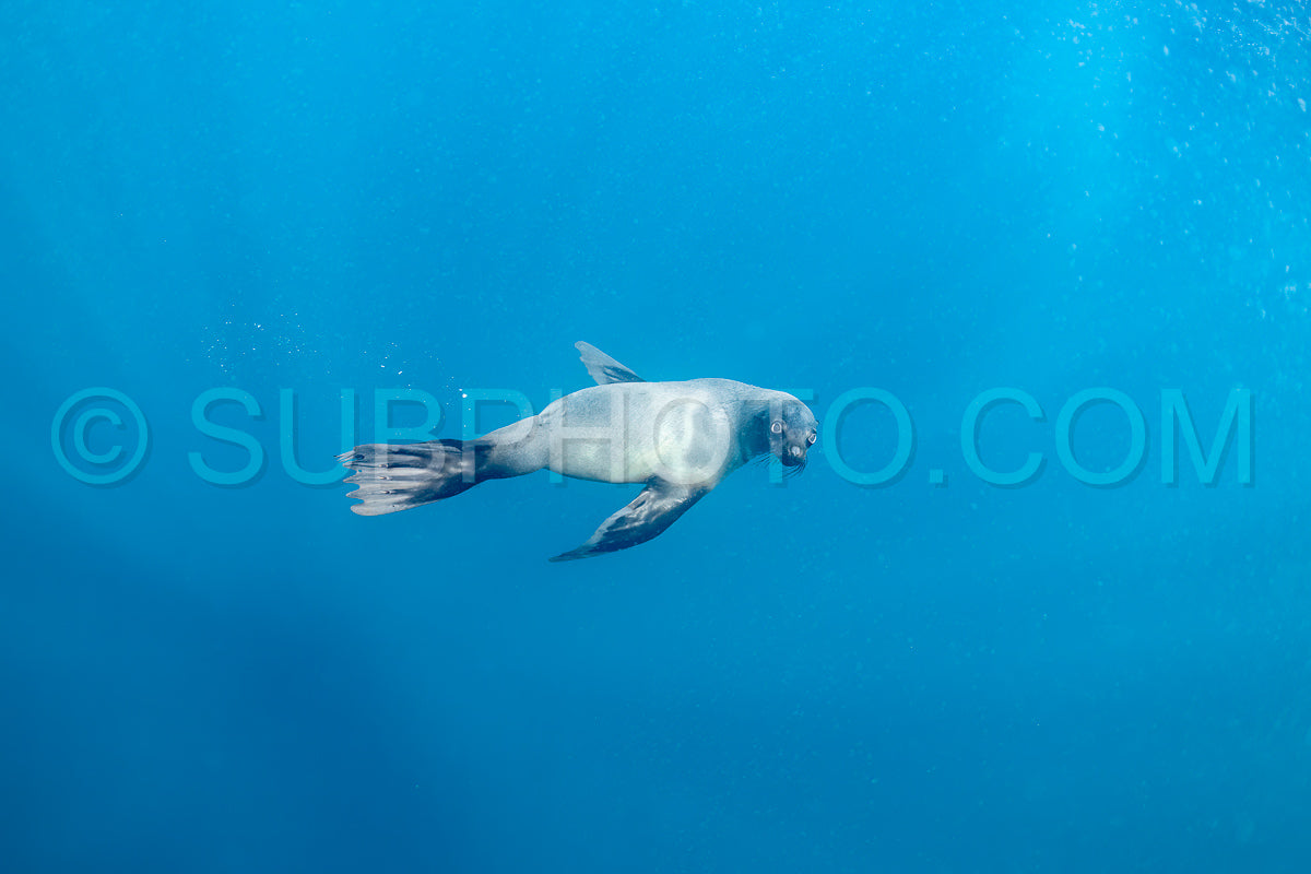 Cape or Brown fur seal or sea lion playing with diver in South Africa