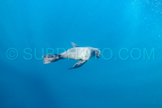 Cape or Brown fur seal or sea lion playing with diver in South Africa