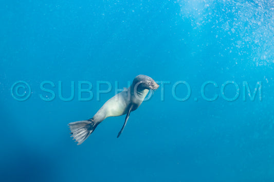Cape or Brown fur seal or sea lion playing with diver in South Africa
