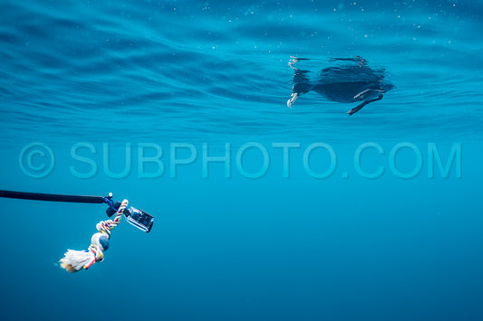 diver with a gopro and a curious white-chinned petrel