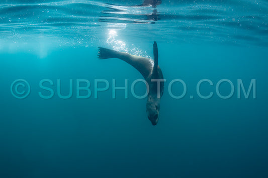 Cape or Brown fur seal or sea lion playing with diver in South Africa