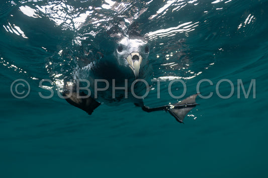 diver with a gopro and a curious white-chinned petrel
