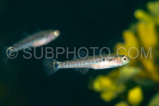 goby