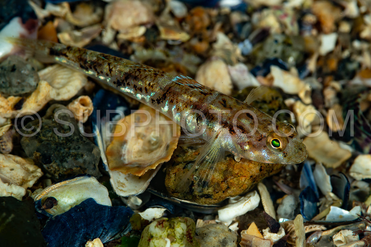 Photo de Gobie peint