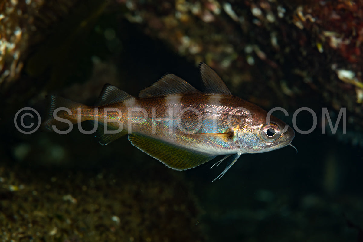 juvenile Pout fish