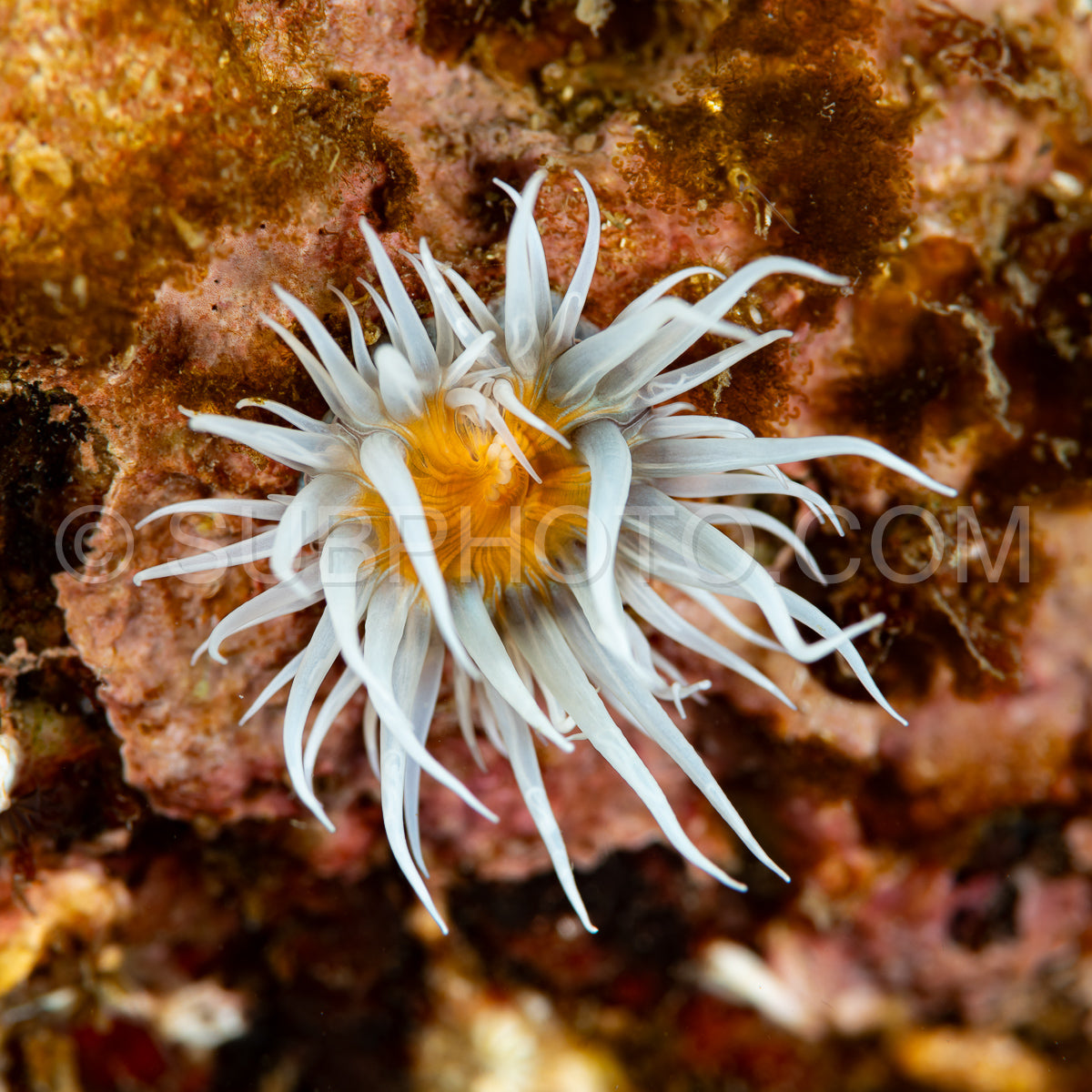 Photo de anémone de marguerite ou anémone de sable ou anémone d'œuf frit