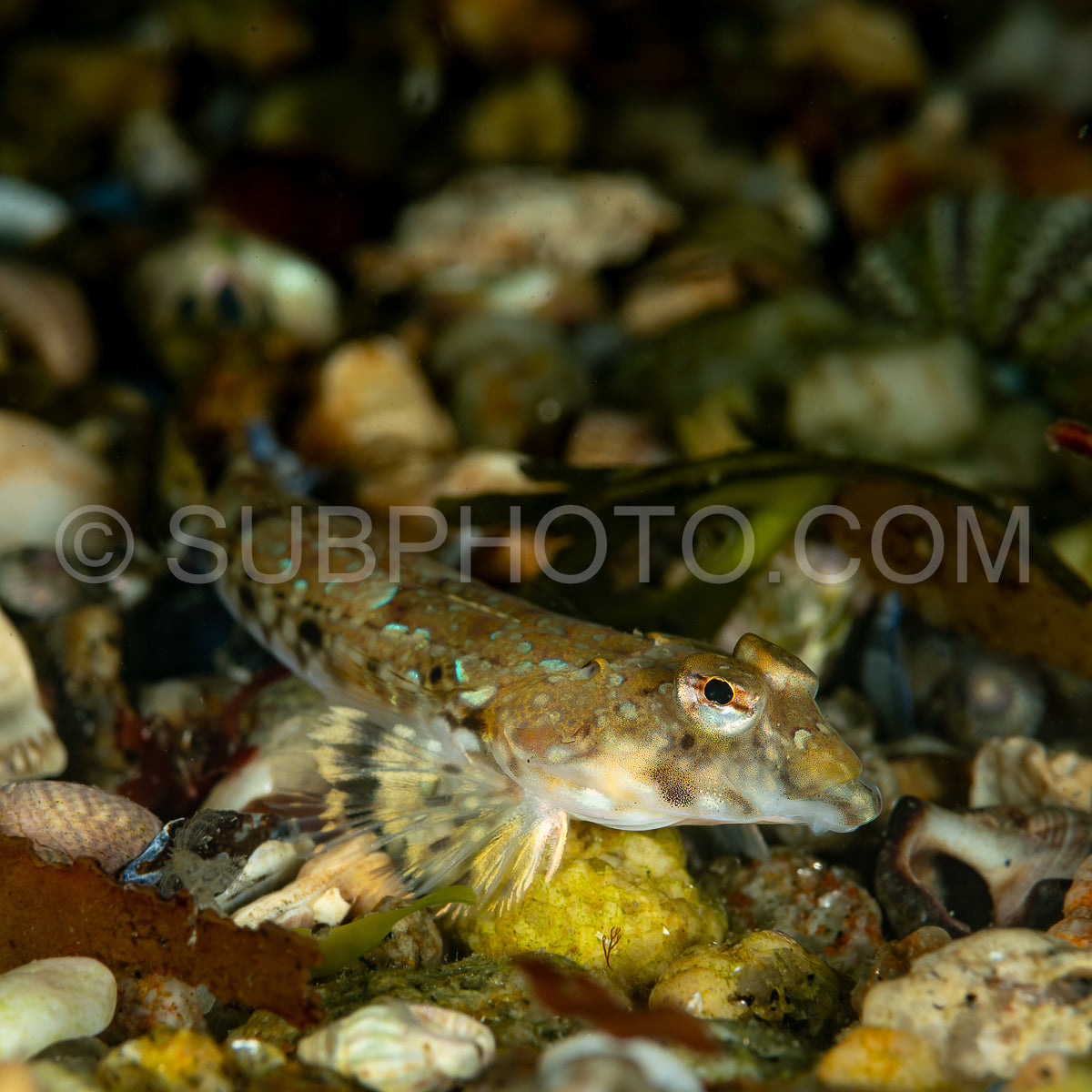 Common dragonet