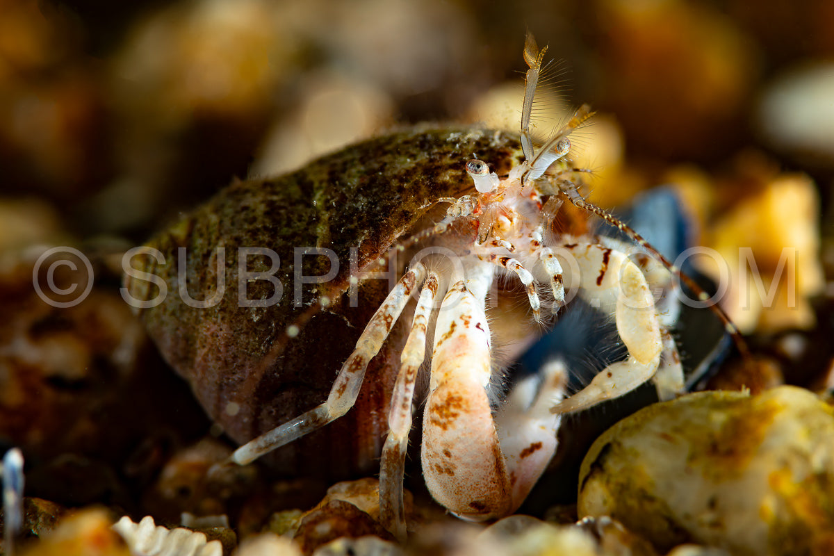 Photo de Bernard-l'hermite commun