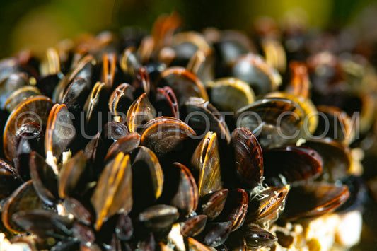 Blue mussel