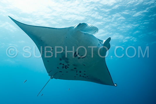 Manta ray rays flying around a cleaning station in the Maldives
