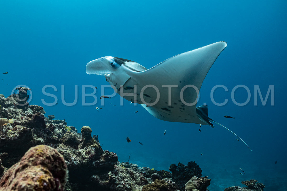 Manta ray rays flying around a cleaning station in the Maldives