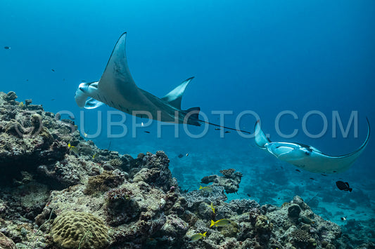 Manta ray rays flying around a cleaning station in the Maldives