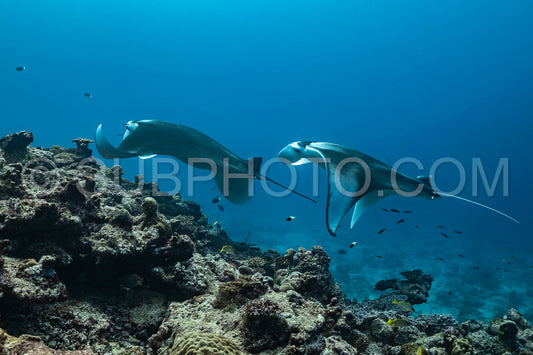Manta ray rays flying around a cleaning station in the Maldives
