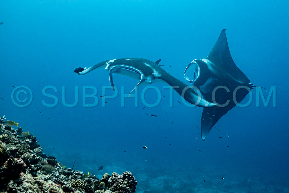 Manta ray rays flying around a cleaning station in the Maldives