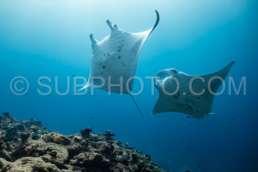 Manta ray rays flying around a cleaning station in the Maldives