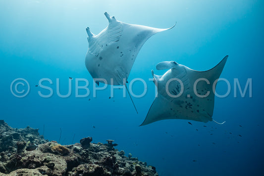 Manta ray rays flying around a cleaning station in the Maldives