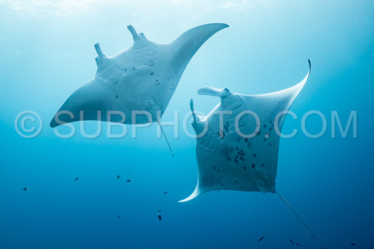 Manta ray rays flying around a cleaning station in the Maldives