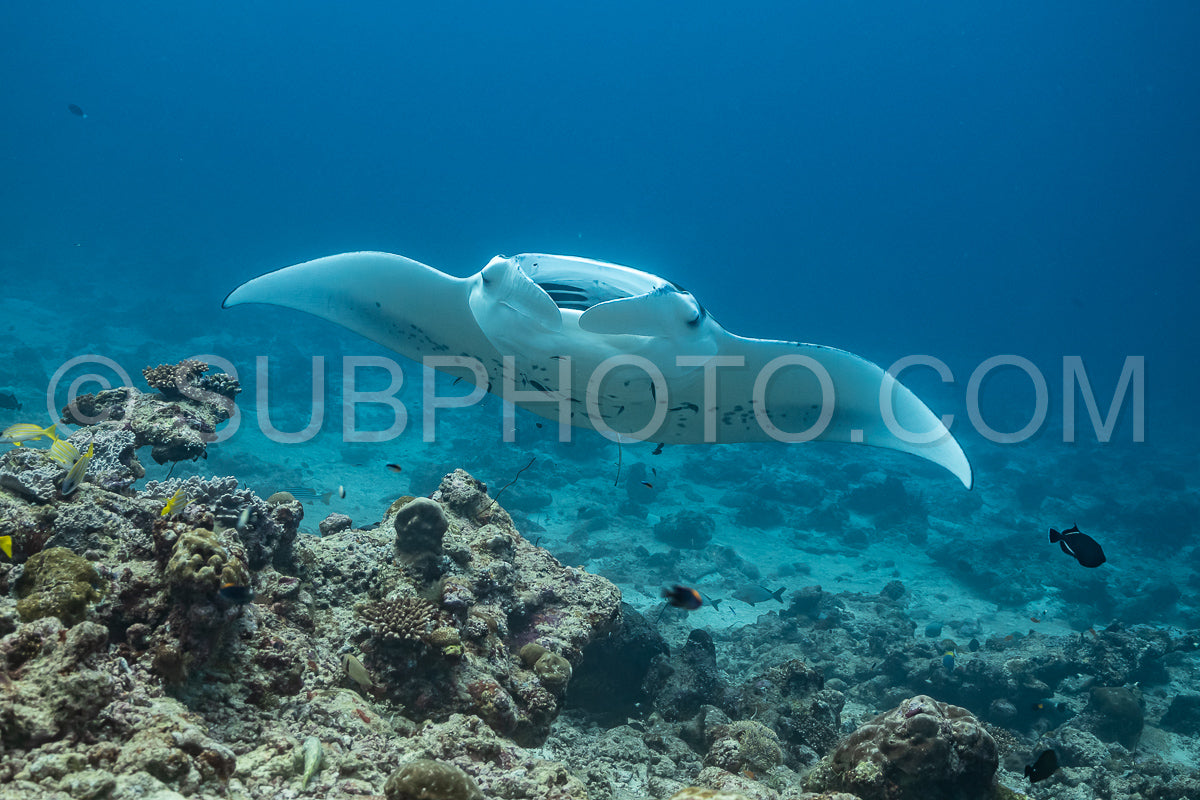 Manta ray rays flying around a cleaning station in the Maldives