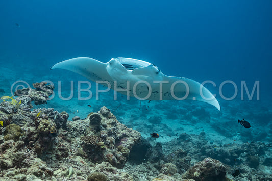 Manta ray rays flying around a cleaning station in the Maldives