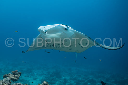 Manta ray rays flying around a cleaning station in the Maldives