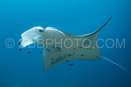 Manta ray rays flying around a cleaning station in the Maldives