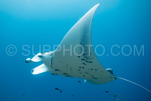 Manta ray rays flying around a cleaning station in the Maldives